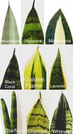 Snake plant care snake-plant-care-how-to-grow-sansevieria-indoor-plants-outdoor-gardening-sun-light-soil-water-propagation-tips-varieties-apieceofrainbow-2-557x1024-1