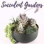 Succulent Gardens