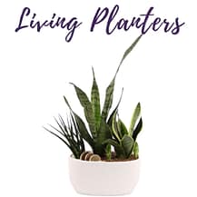 LivingPlanters 2021 Living Planters