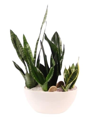 Sansevieria Living Planter