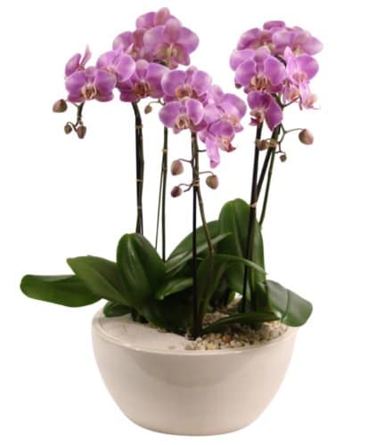 Phalaenopsis Orchid Planter