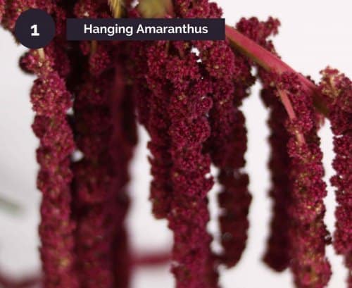 1.HangingAmaranthus