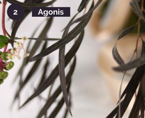 2.Agonis