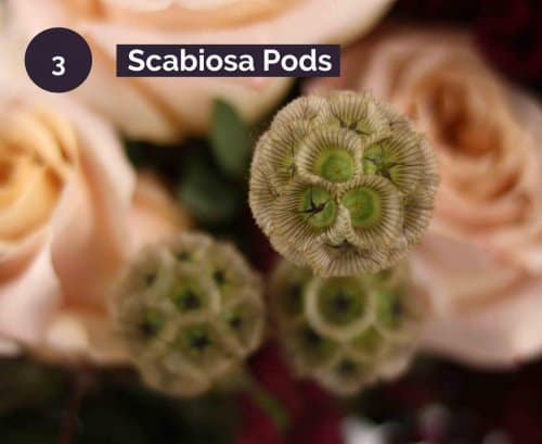 3.scabiosa