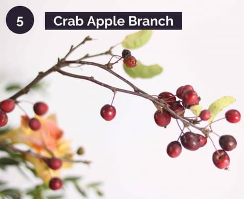 5.CrabAppleBranch