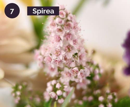 7.Spirea