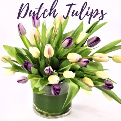 Dutch Tulips