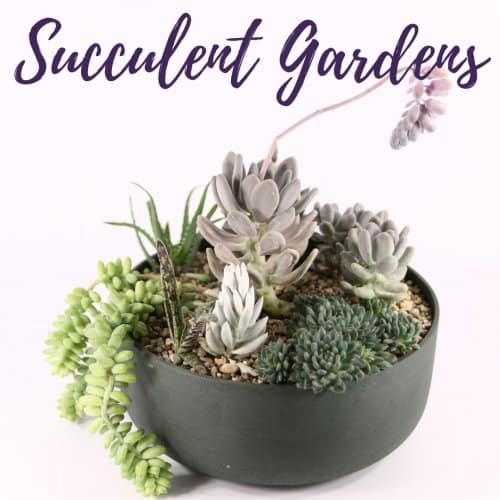 Succulent Gardens