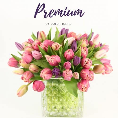 TulipsPremium