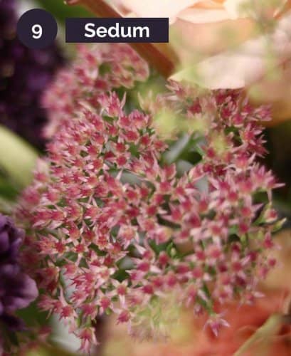 9.Sedum