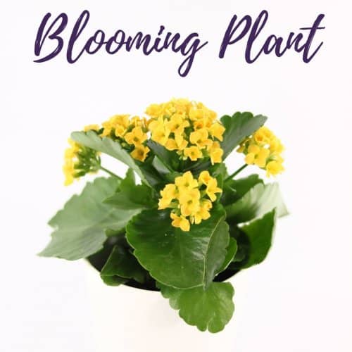 Blooming Plant