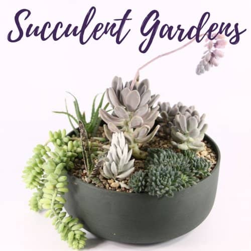 Succulent Gardens