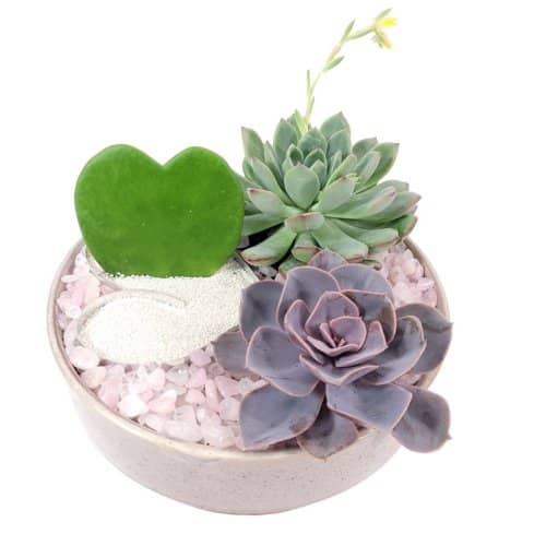 succulent terrarium 